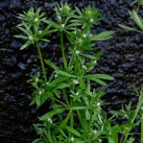 Galium aparine