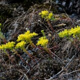 Leiberg's-stonecrop-Sedum-leibergii-2