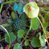 Leiberg's-stonecrop-Sedum-leibergii