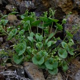 Miner's lettuce (5)