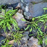 Miner's-lettuce-Claytonia-perfoliate-1