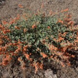 Munro's globemallow-Sphaeralcea munroana