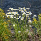 Oxeye-daisy-Leucanthemu-vulgar