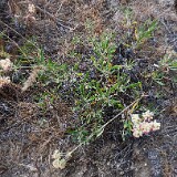 Parsnip-flowered-buckwheat-Eriogonum-heracleoides-8a