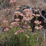 Parsnip-flowered-buckwheat-Eriogonum-heracleoides-9