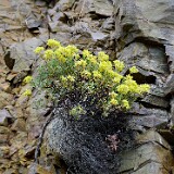 Rock-buckwheat-Eriogonum-sphaerocephalum-2