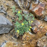 Rock-buckwheat-Eriogonum-sphaerocephalum-4