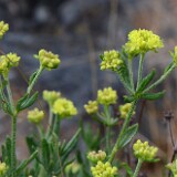 Rock-buckwheat-Eriogonum-sphaerocephalum-6