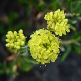 Rock-buckwheat-Eriogonum-sphaerocephalum-7