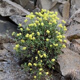 Rock-buckwheat-Eriogonum-sphaerocephalum