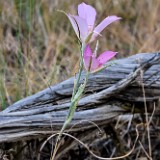 Sagebrush mariposa lily