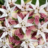 Showy Milkweed - Asclepias speciosa-3