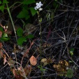 Smallflower-woodland-star-Lithophragma-parviflorum-2