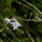 Smallflower-woodland-star-Lithophragma-parviflorum-5