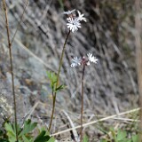 Smallflower-woodland-star-Lithophragma-parviflorum