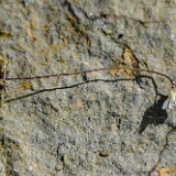 Spring whitlow-grass-Draba-verna-6