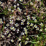 Spring whitlow-grass-Draba-verna