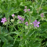Sticky-purple-geranium-Geranium-viscosissimum
