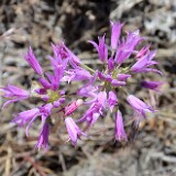 Taper-tip-onion Allium-acuminatum 6