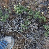 Thyme-leaf wild buckwheat (1)