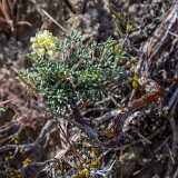 Thyme-leaf wild buckwheat (3)