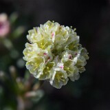 Thyme-leaf wild buckwheat (5)