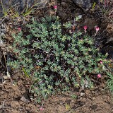 Thyme-leaf wild buckwheat (8)
