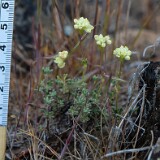 Thyme-leaf wild buckwheat (9)