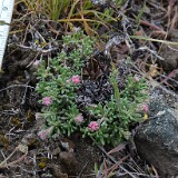 Thyme-leaf wild buckwheat