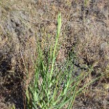 Yellow-salsify-Tragopogon-dubius-1