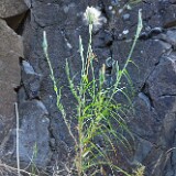 Yellow-salsify-Tragopogon-dubius-2