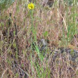 Yellow-salsify-Tragopogon-dubius
