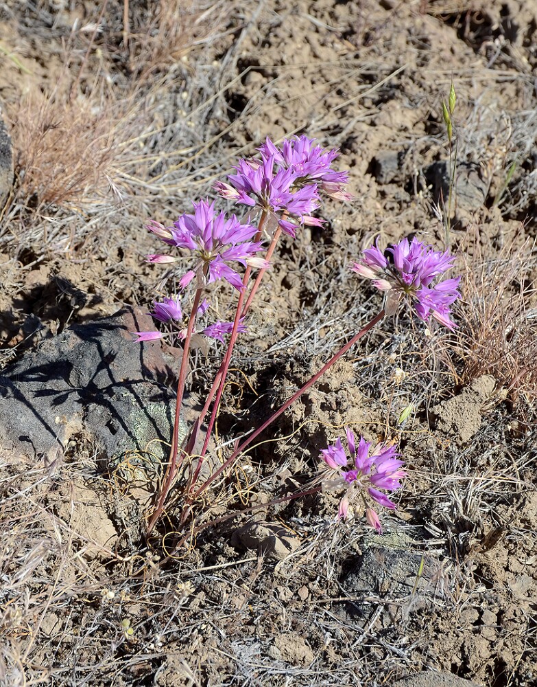 Allium-acuminatum Taper-tip-onion 6
