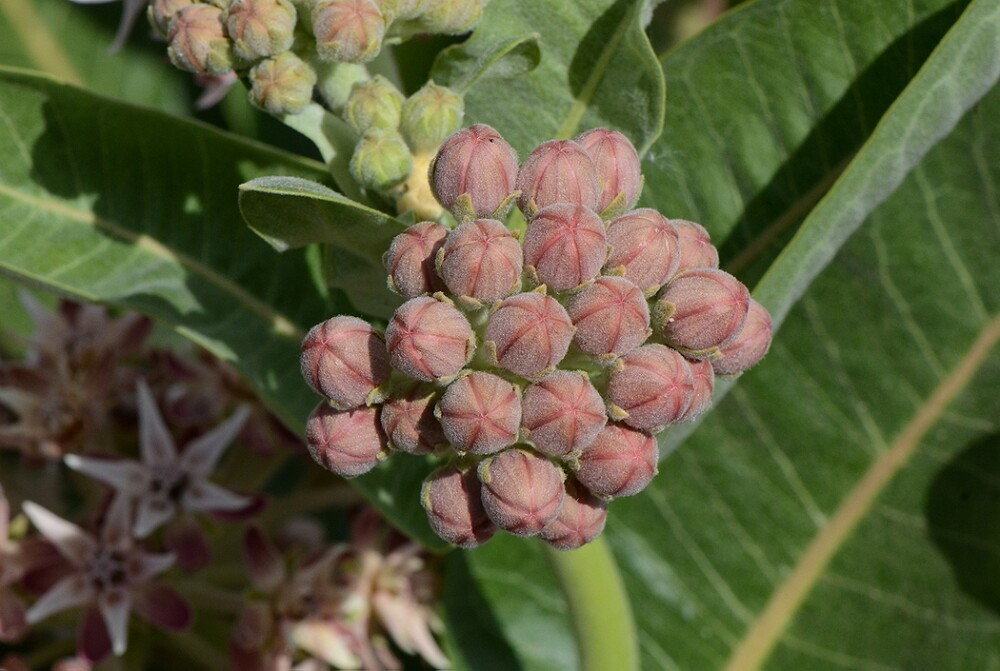 Asclepias speciosa-Showy Milkweed-1
