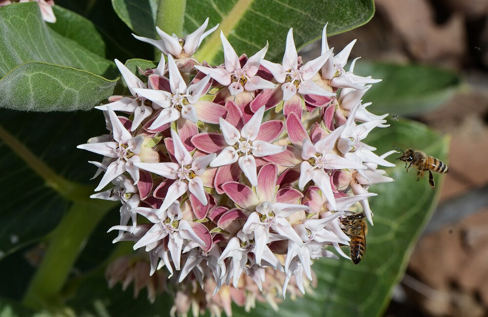 Asclepias speciosa-Showy Milkweed-2