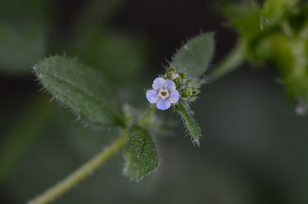 Asperugo procumbens - Catchweed, madwort (introduced)