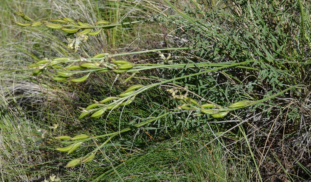 Astragalus leibergii - Leiberg's milk-vetch (4)