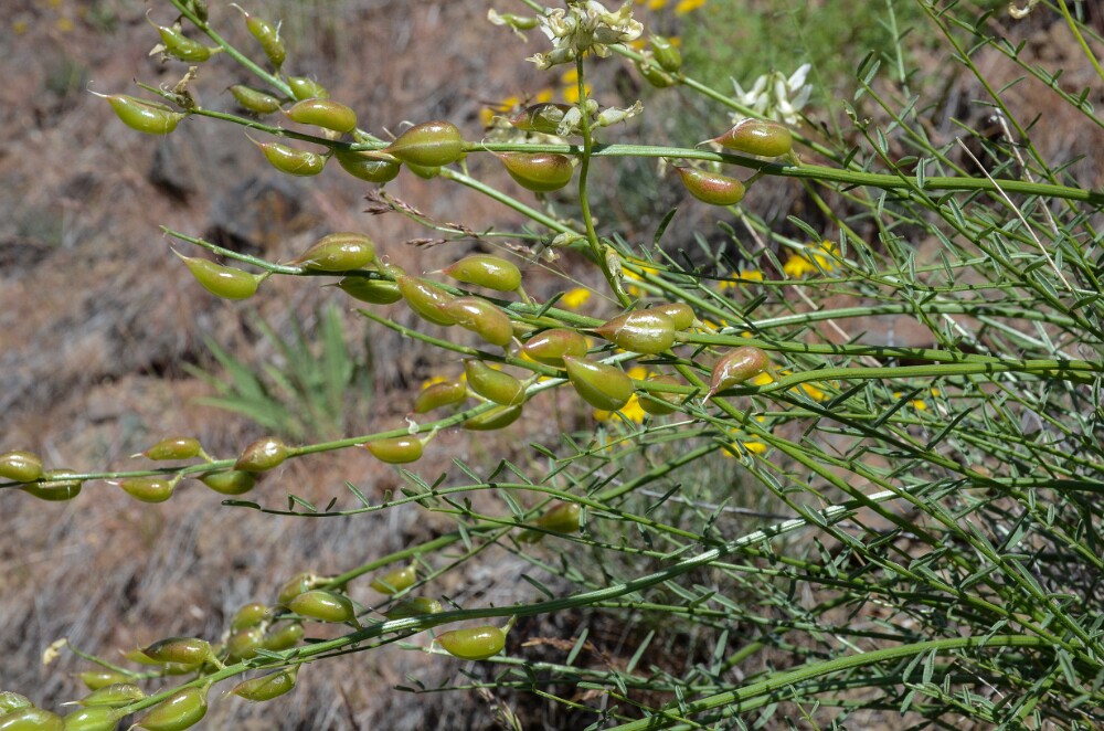 Astragalus reventiformis - Yakima milk-vetch3