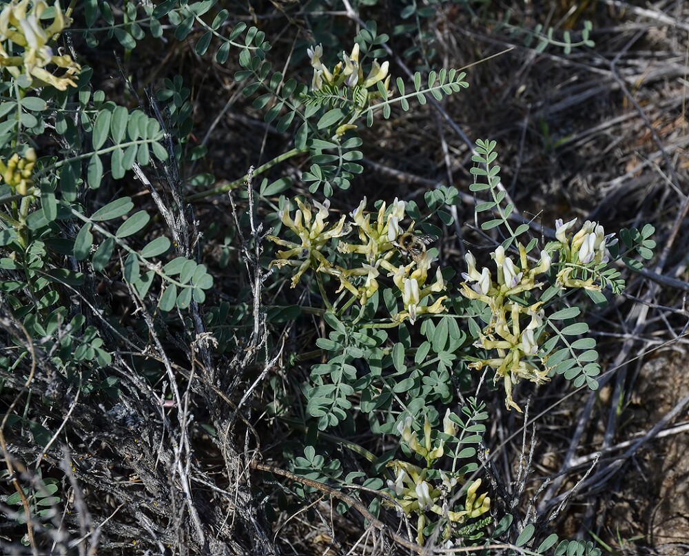 Astragalus-speirocarpus-Curve-pod-milk-vetch-3