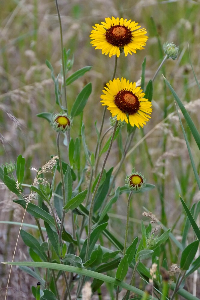 Blanket Flower (2)