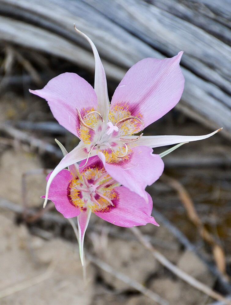 Calochortus-macrocarpus-Sagebrush-mariposa-lily-1