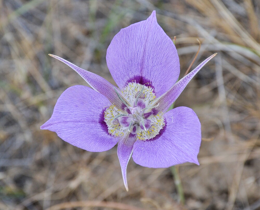 Calochortus-macrocarpus-Sagebrush-mariposa-lily-2