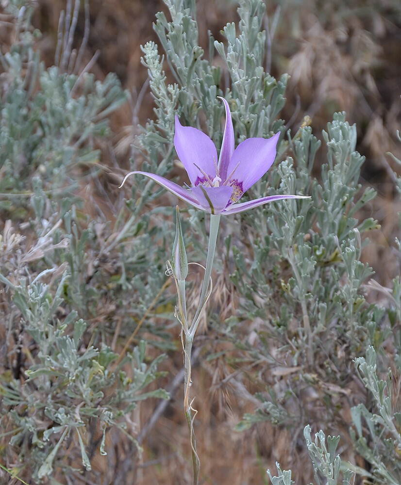 Calochortus-macrocarpus-Sagebrush-mariposa-lily-3