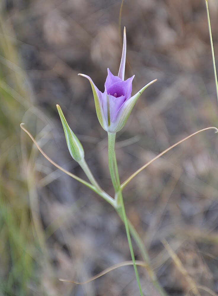Calochortus-macrocarpus-Sagebrush-mariposa-lily-4