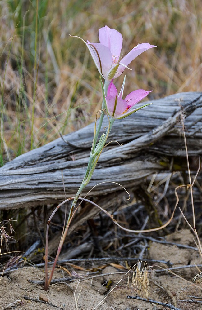 Calochortus-macrocarpus-Sagebrush-mariposa-lily