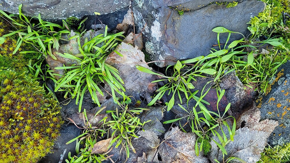 Claytonia-perfoliate-Miner's-lettuce-1