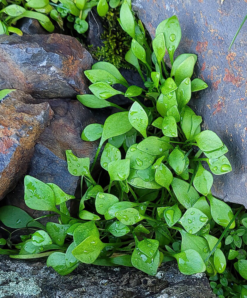 Claytonia-perfoliate-Miner's-lettuce-2