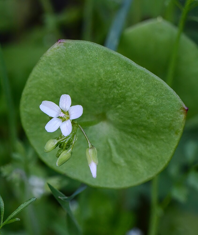 Claytonia-perfoliate-Miner's-lettuce-4