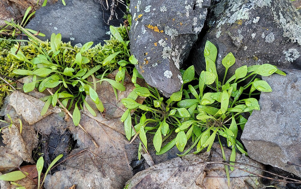Claytonia-perfoliate-Miner's-lettuce