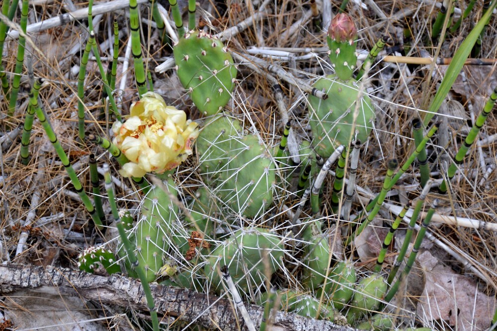 Columbia prickly-pear (3)